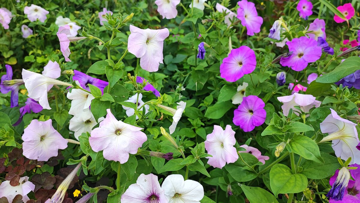 ,,, - Сергей Тимоновский ,,, - Сергей Тимоновский