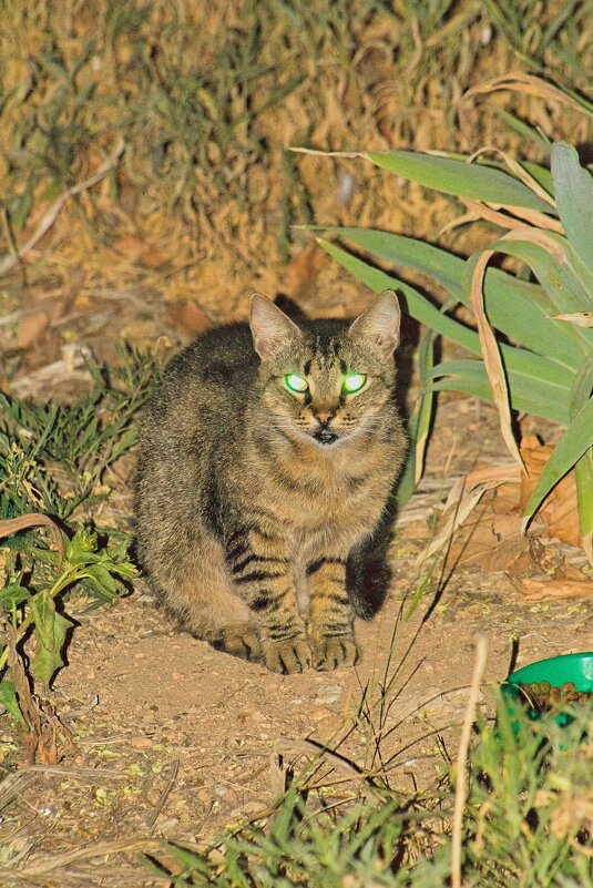 Ах почему ,почему тот светофор был зеленым !!! - Giant Tao / Ах почему ,почему тот светофор был зеленым !!! - Giant Tao /