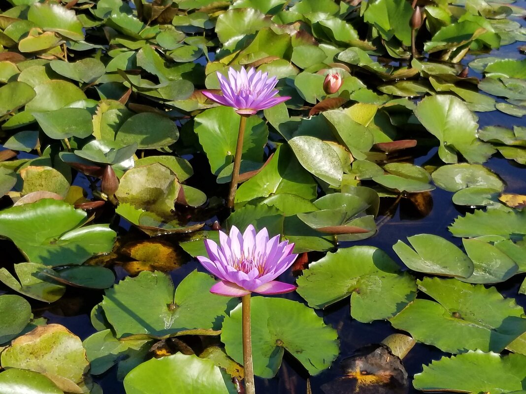 " - Светлана Хращевская