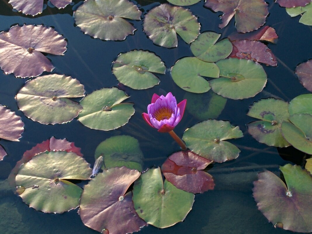 " - Светлана Хращевская