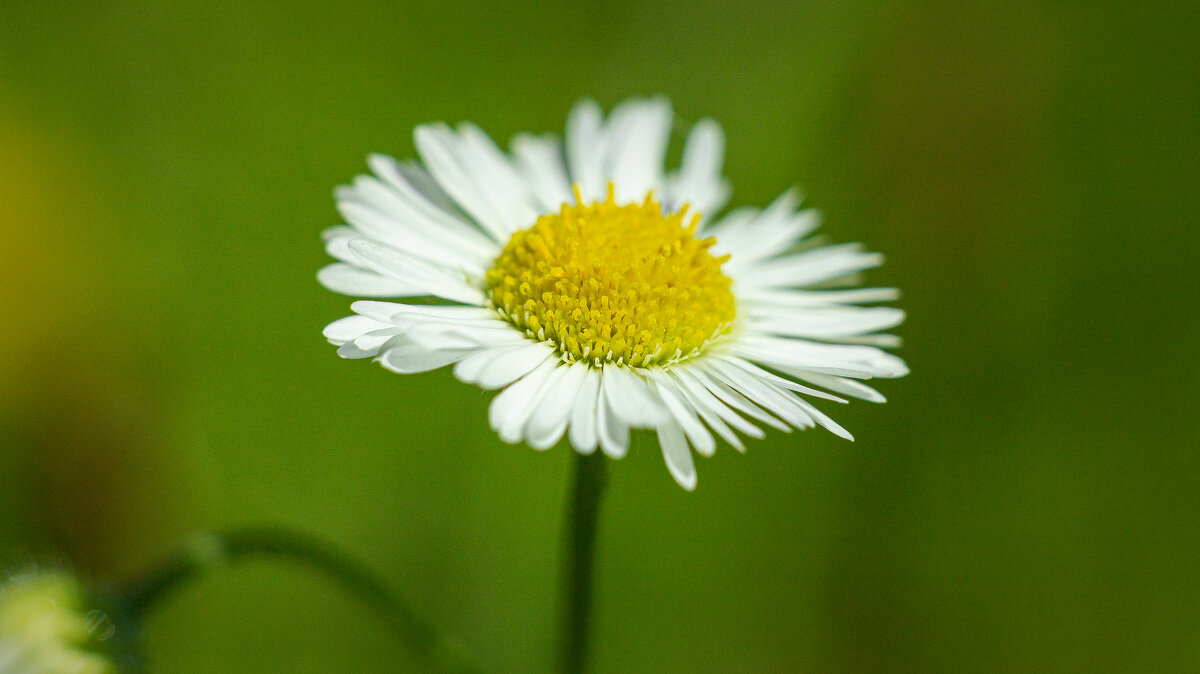 Mini Chamomile | 3 - Sergey Sonvar