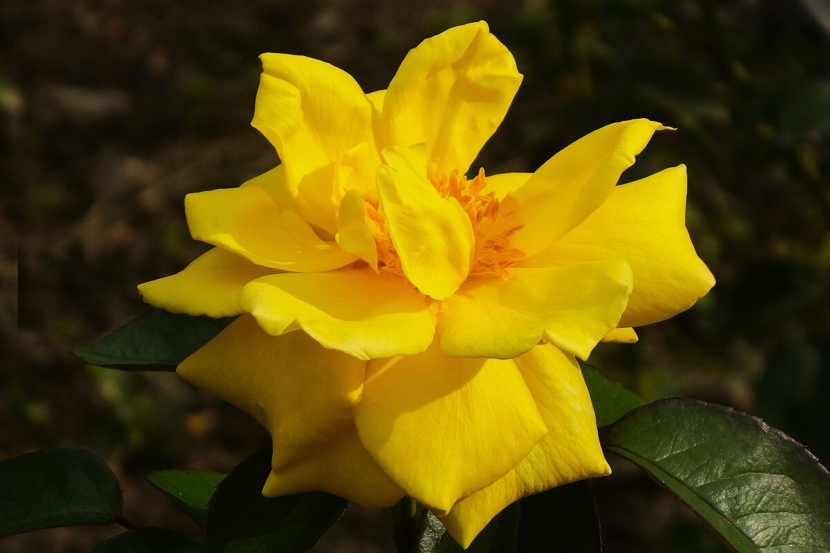 Роза - Рита Симонова