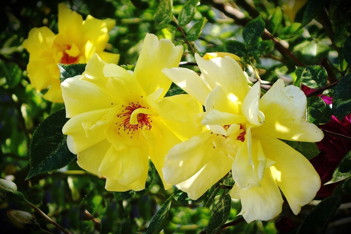 Роза - Рита Симонова