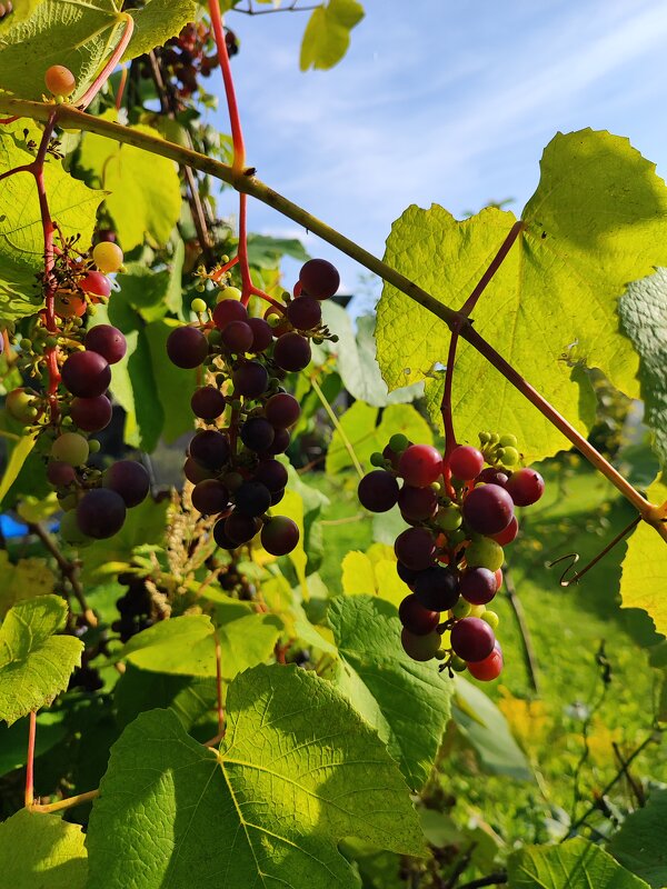 Виноград - Ēriks 