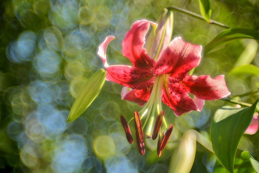 лилия Miss Feya - Vera_85916050 Lario