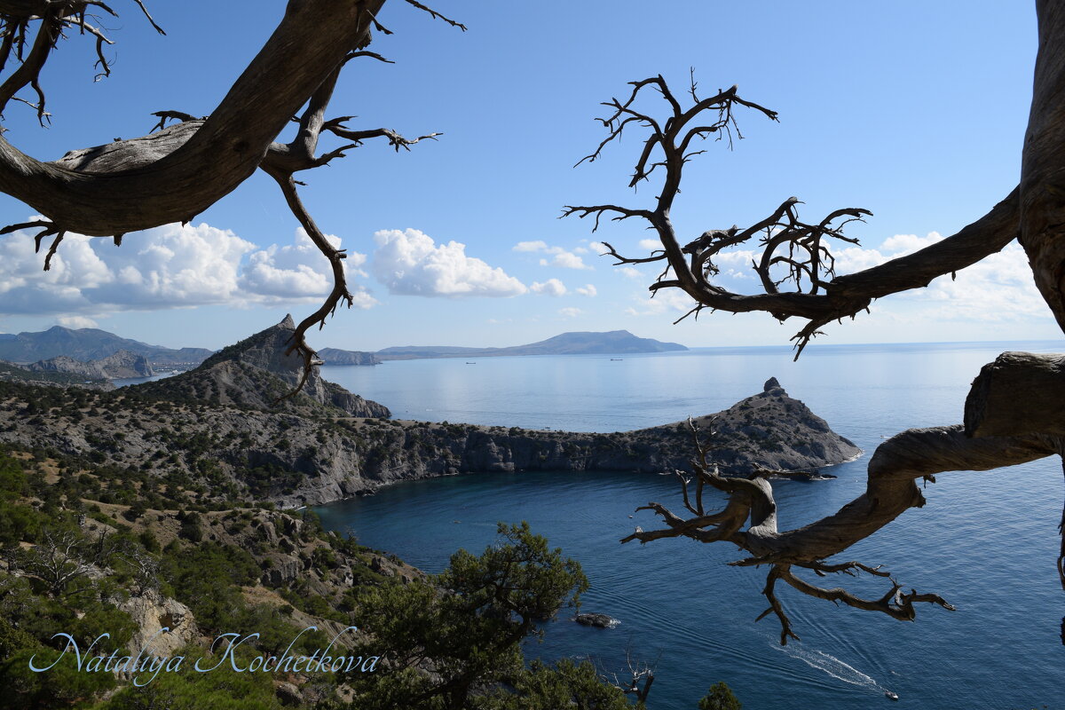 Природа Крыма - Amazing Cosmea
