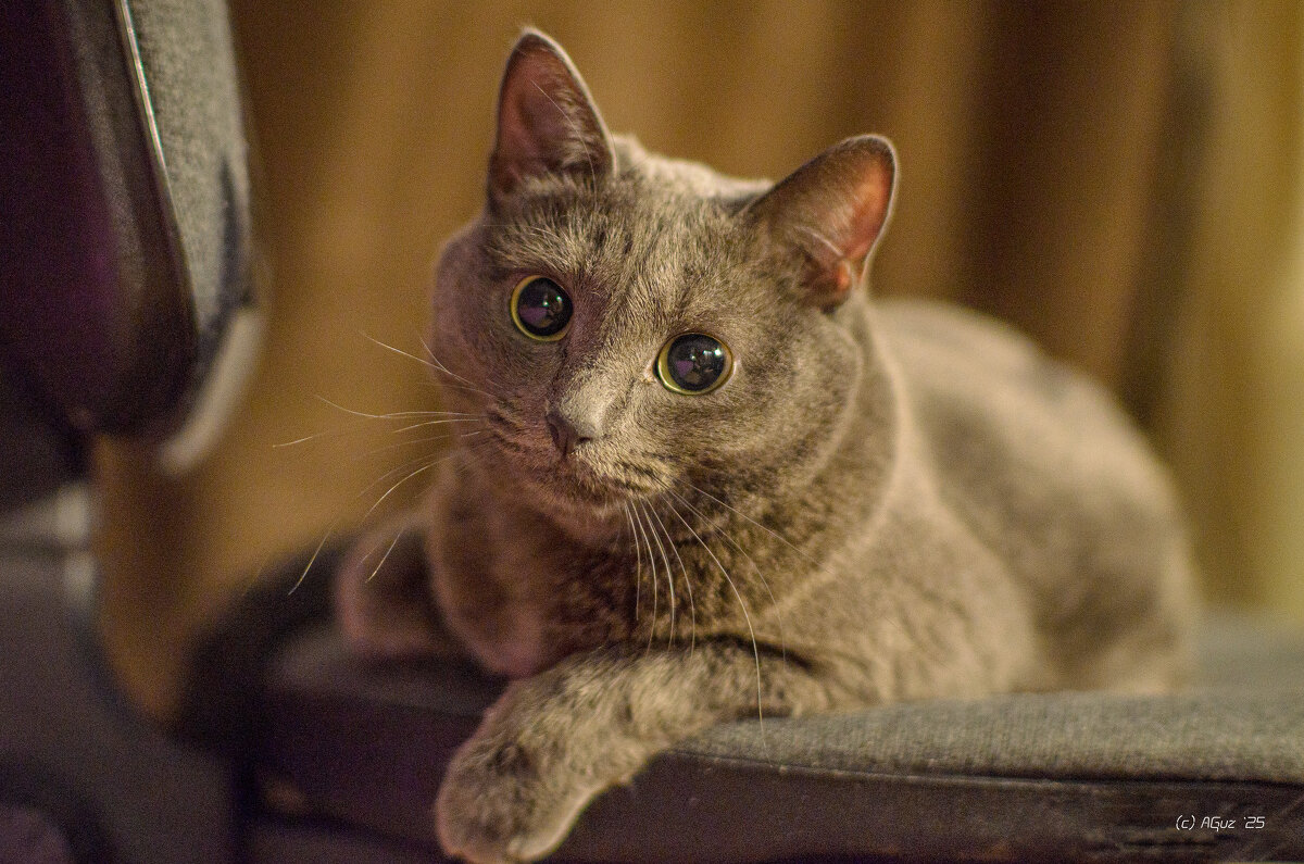 Домашняя кошка - Andrej Guz