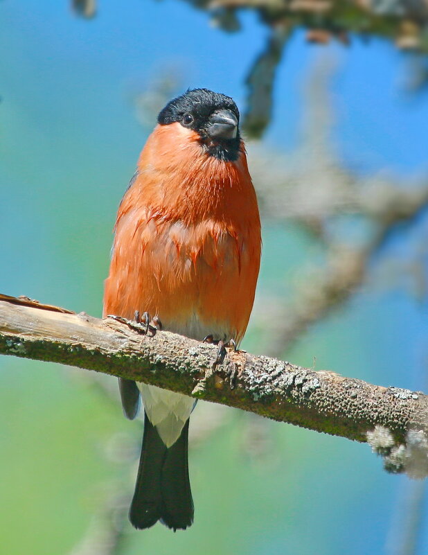 после дождя - Andrey Bragin 