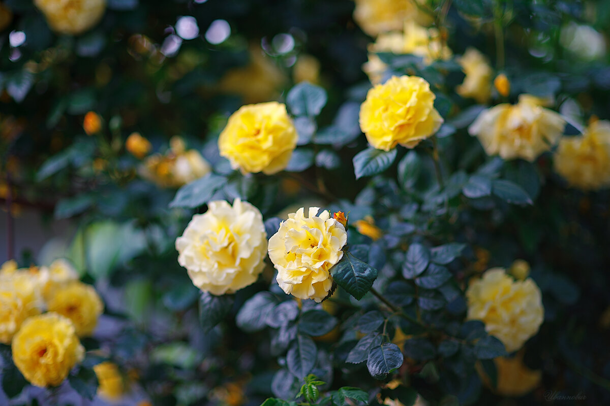 М85/1,4 - Иваннович *