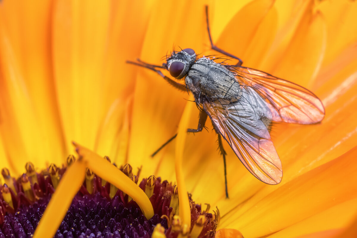 Макро - Владимир Колесников