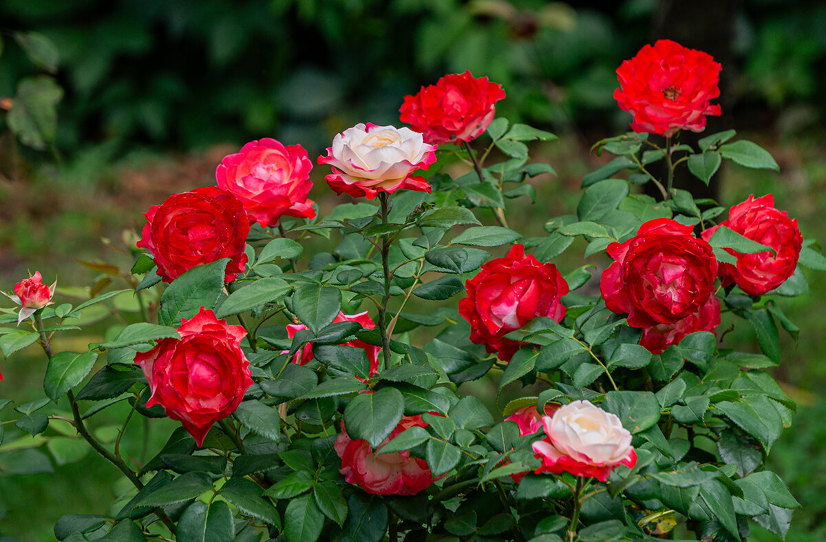 Красота. - Ирина Соловьёва