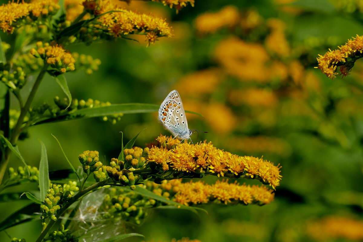 середина августа 2 - Александр Прокудин