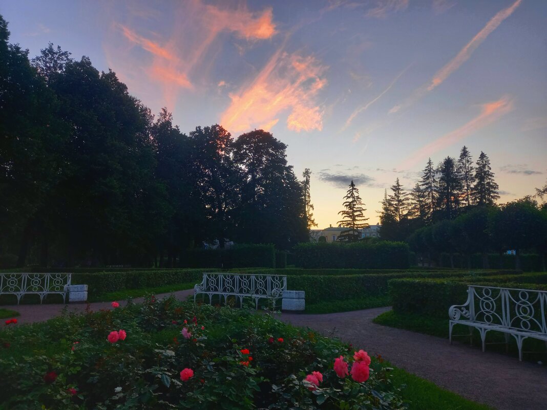 Розы на закате - Сапсан 