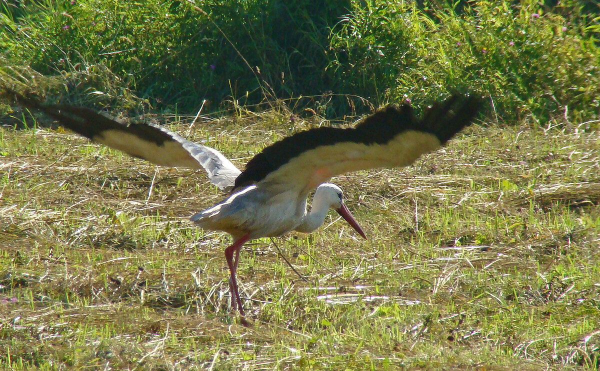 белый аист - gawrilа - dan