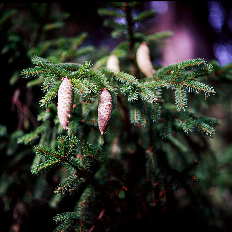 Молодые шишки - Виталий Потапкин