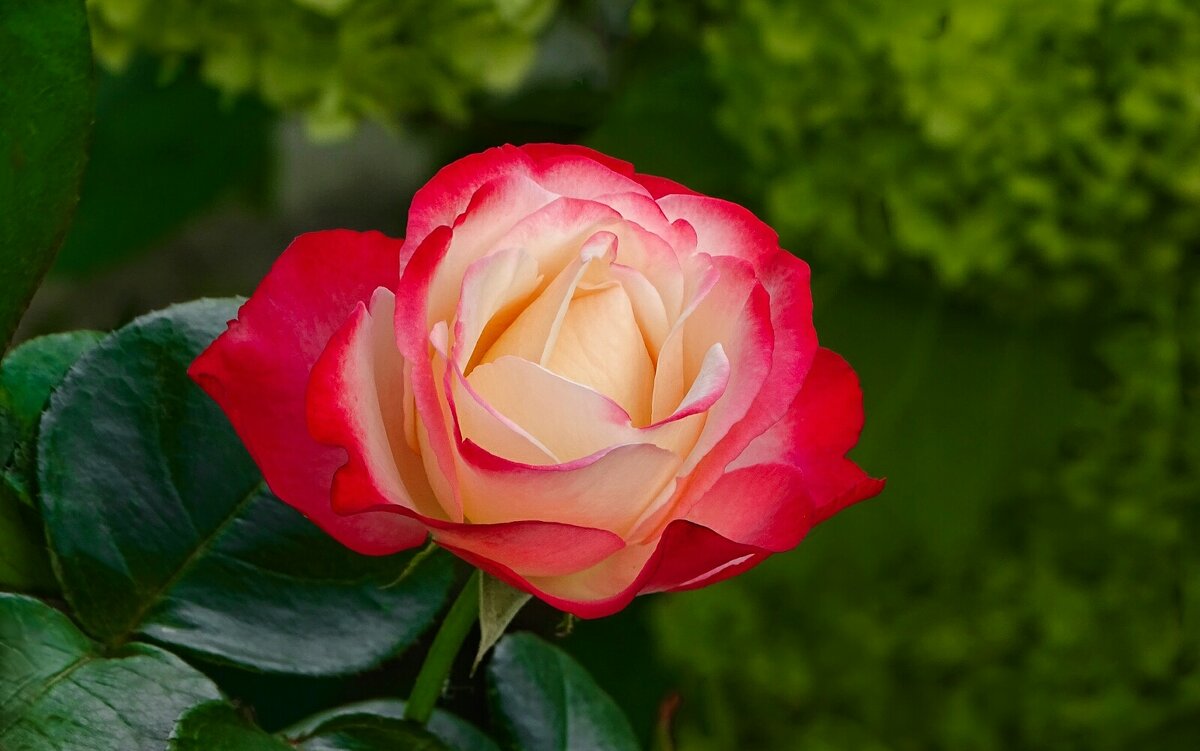 О красоте цветов. - Милешкин Владимир Алексеевич 