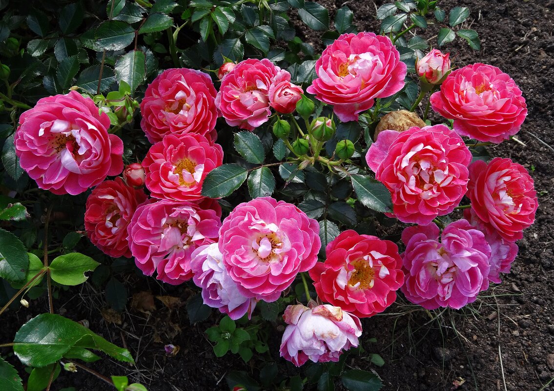 Веночек из роз - Лидия Бусурина Веночек из роз - Лидия Бусурина