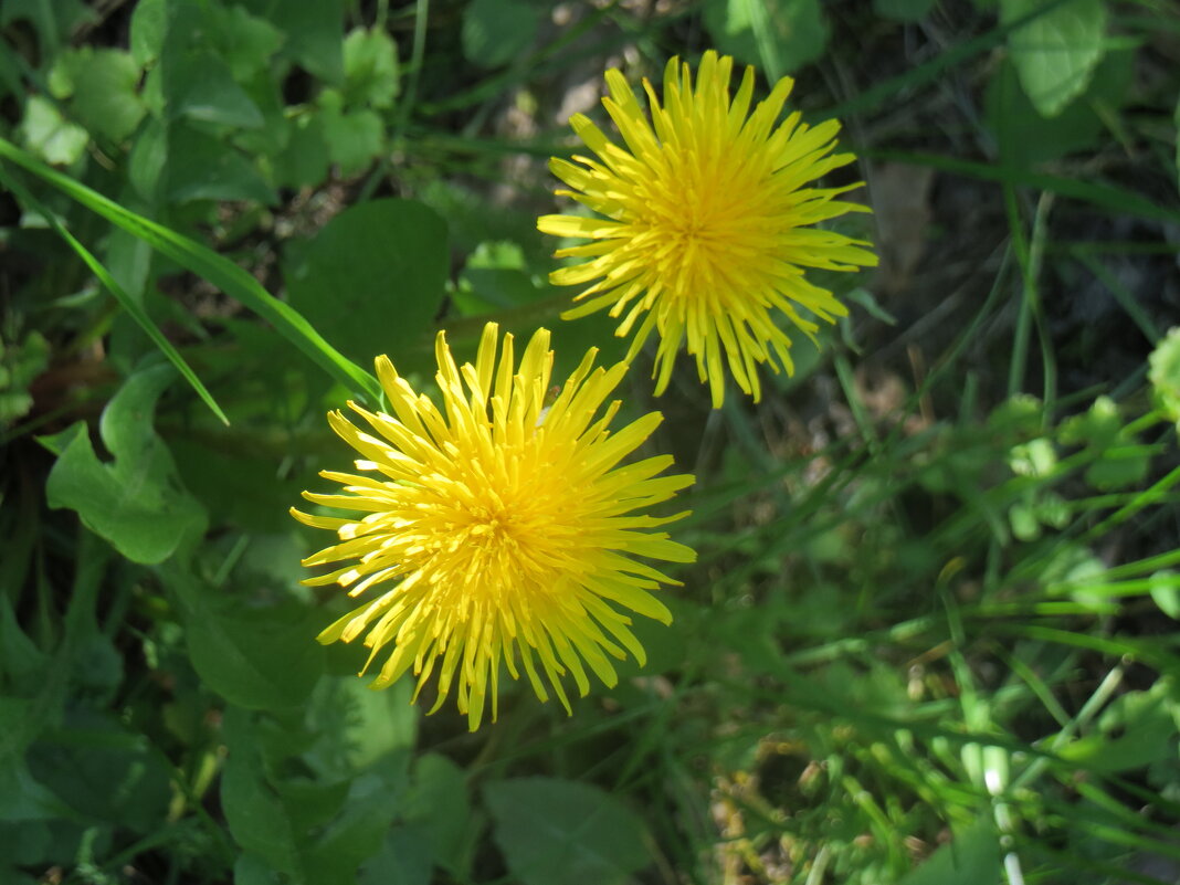 лето - марта Камушкина