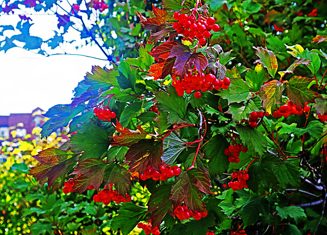 Август.ю..Спеют на солнце ягоды калины красной! - Владимир 