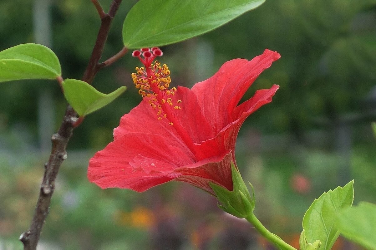 Гибискус - Рита Симонова