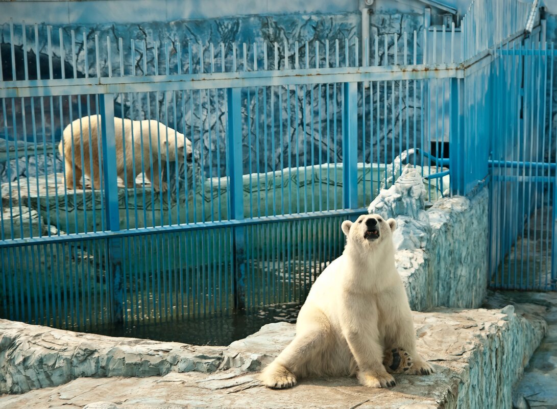 Екатеринбург 2016. Зоопарк - Андрей Екатеринбург 2016. Зоопарк - Андрей