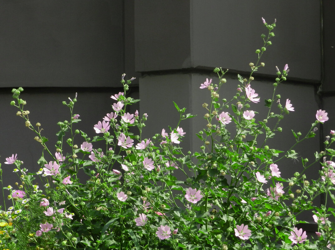 городские цветы - Лера 