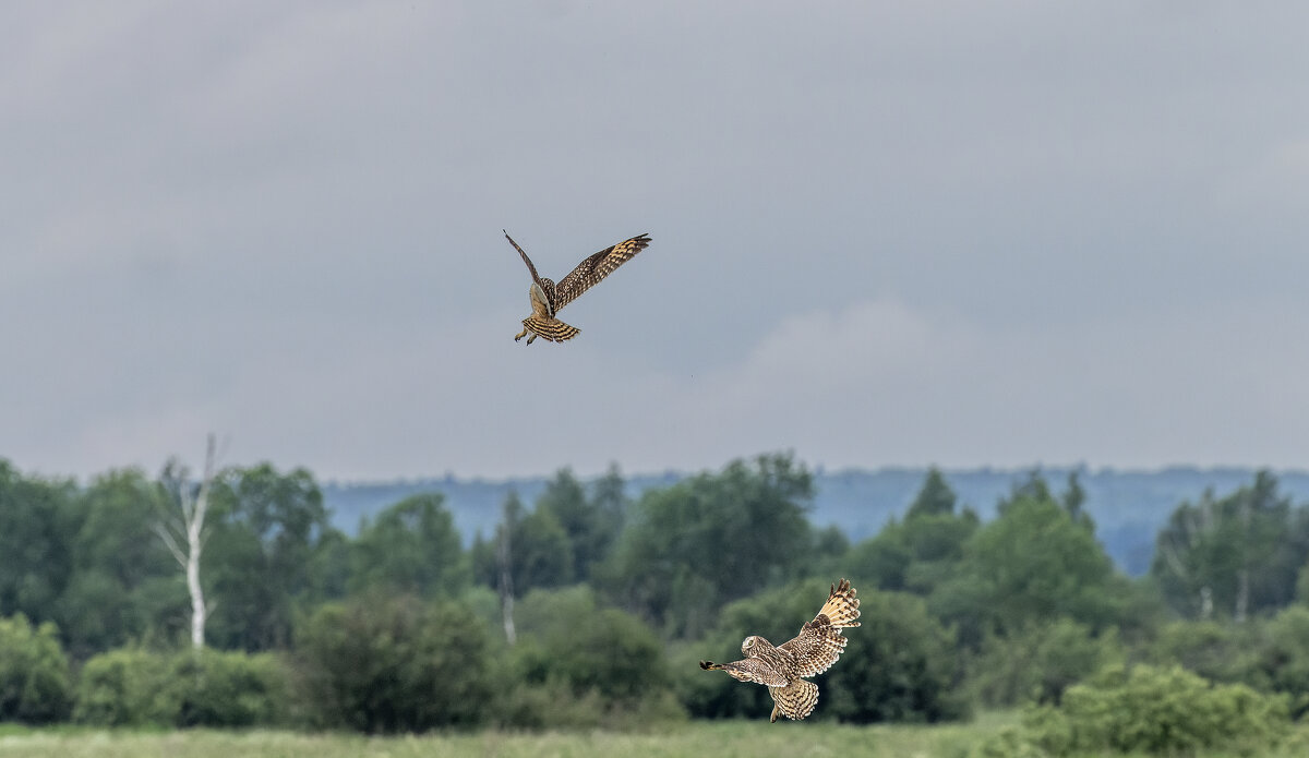 сова болотная. - юрий макаров