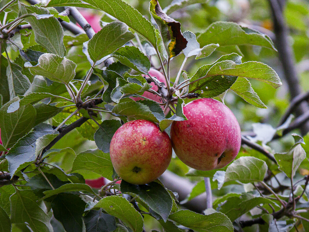 Дары осени - Aleksey Afonin