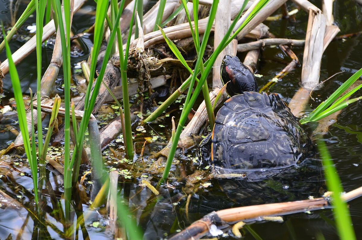Лето в Ботаническом... Июнь. - Наташа *****