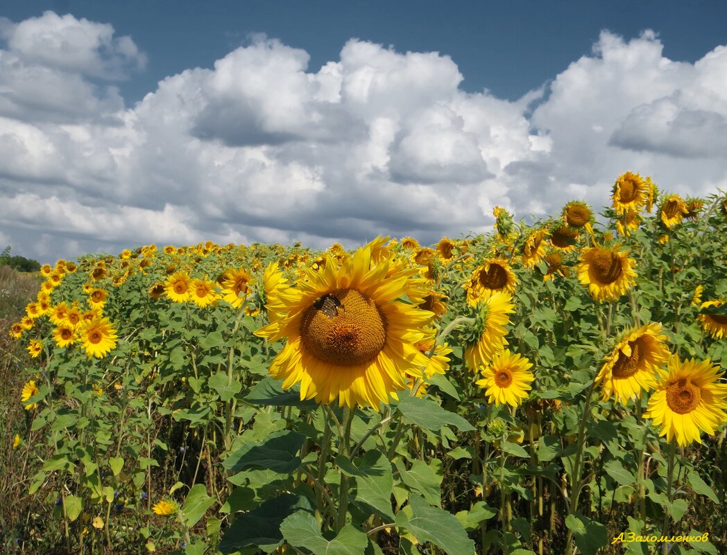Идущие за солнцем... - Андрей Заломленков