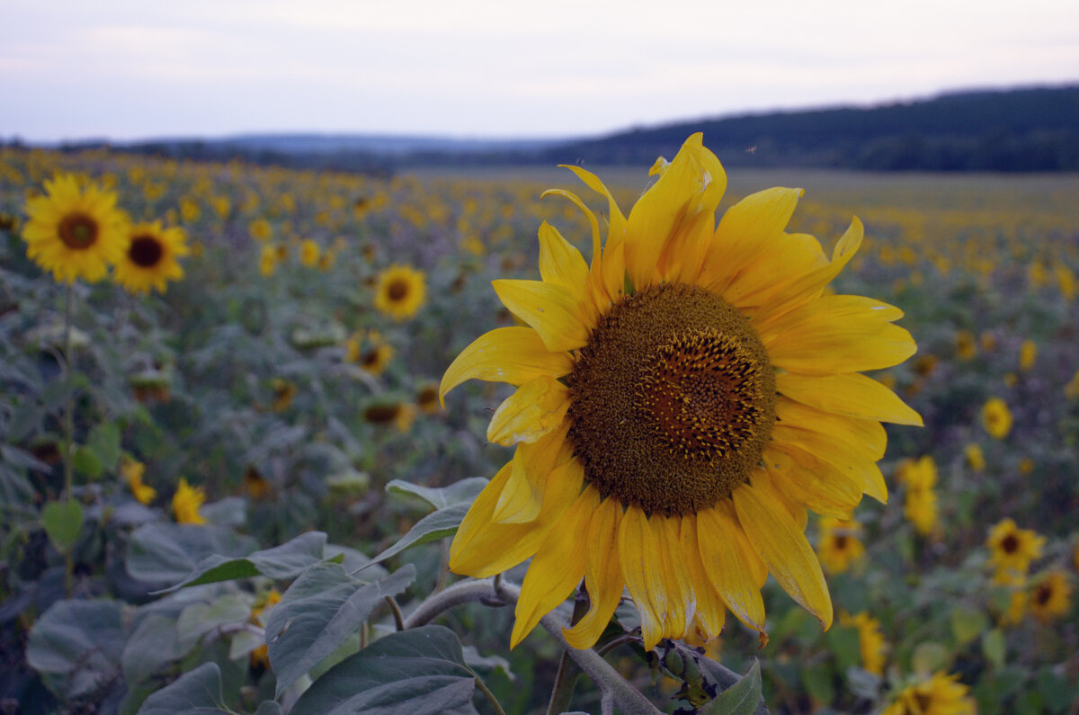 вечерний пейзаж с подсолнухами - Сергей М 