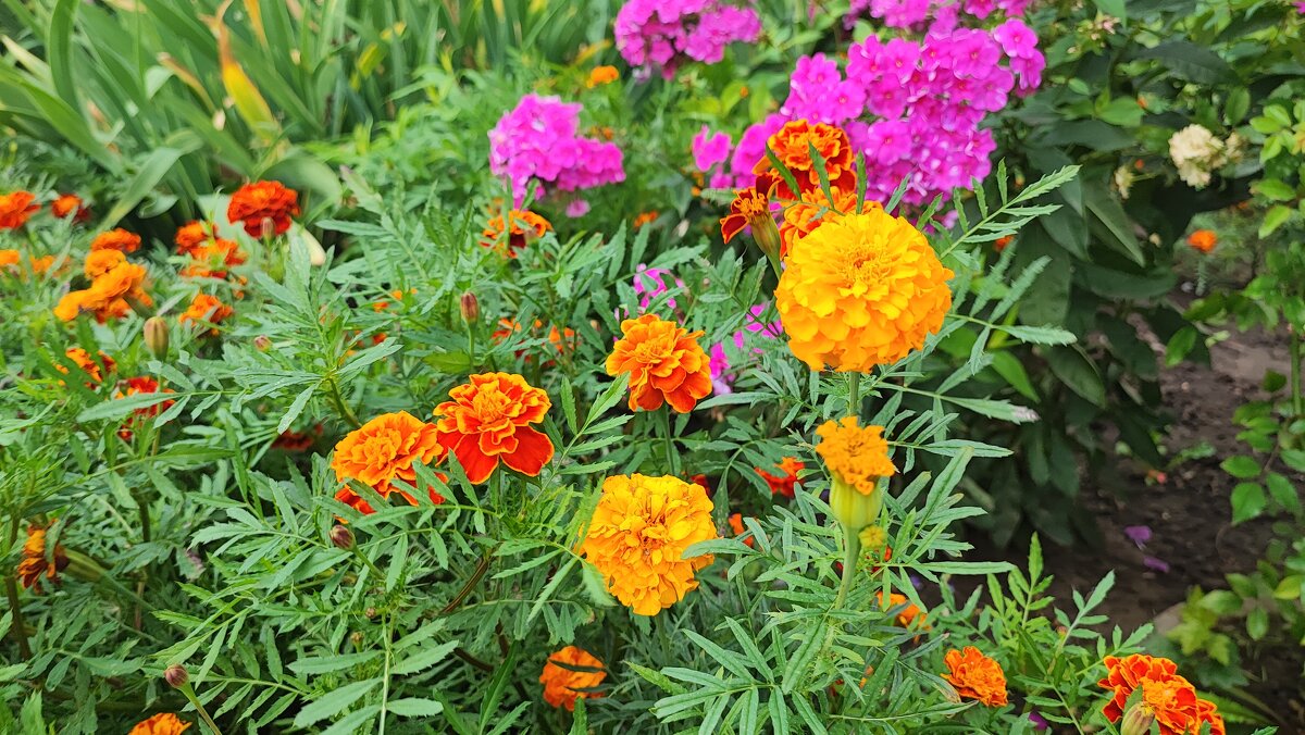 ,,, - Сергей Тимоновский