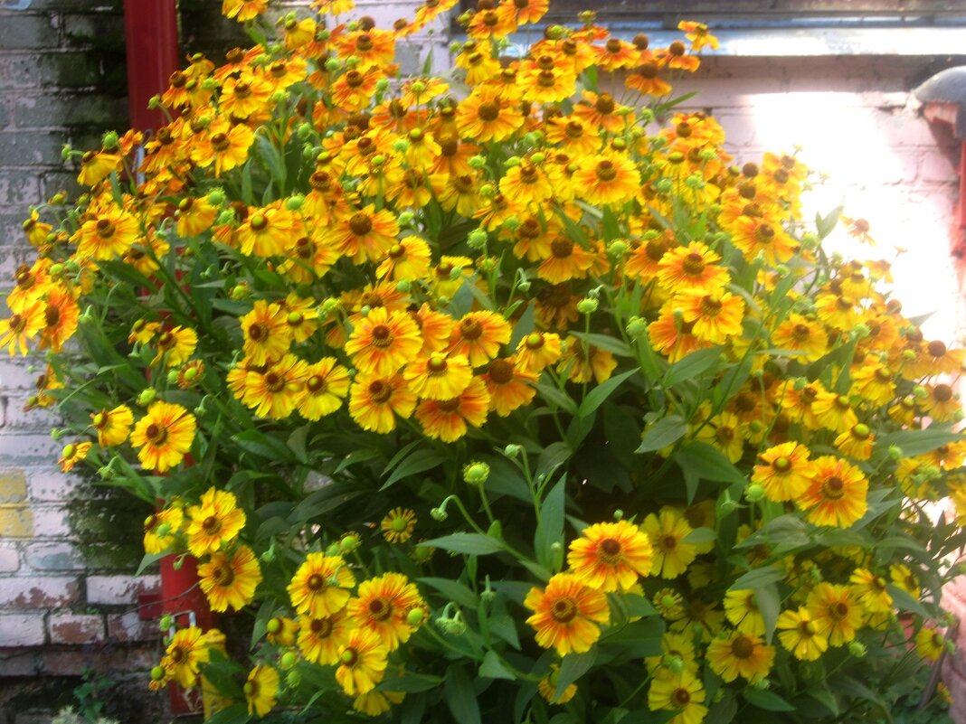 Август - Елена Семигина