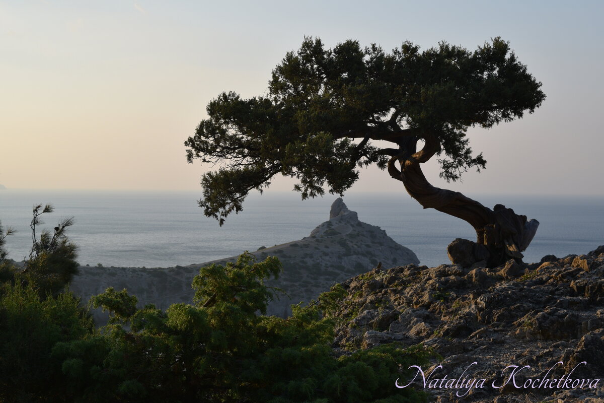 Природа Крыма - Amazing Cosmea