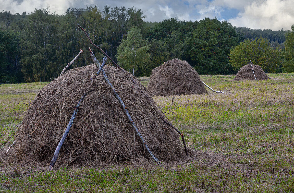 Сенокос - Aleksey Afonin