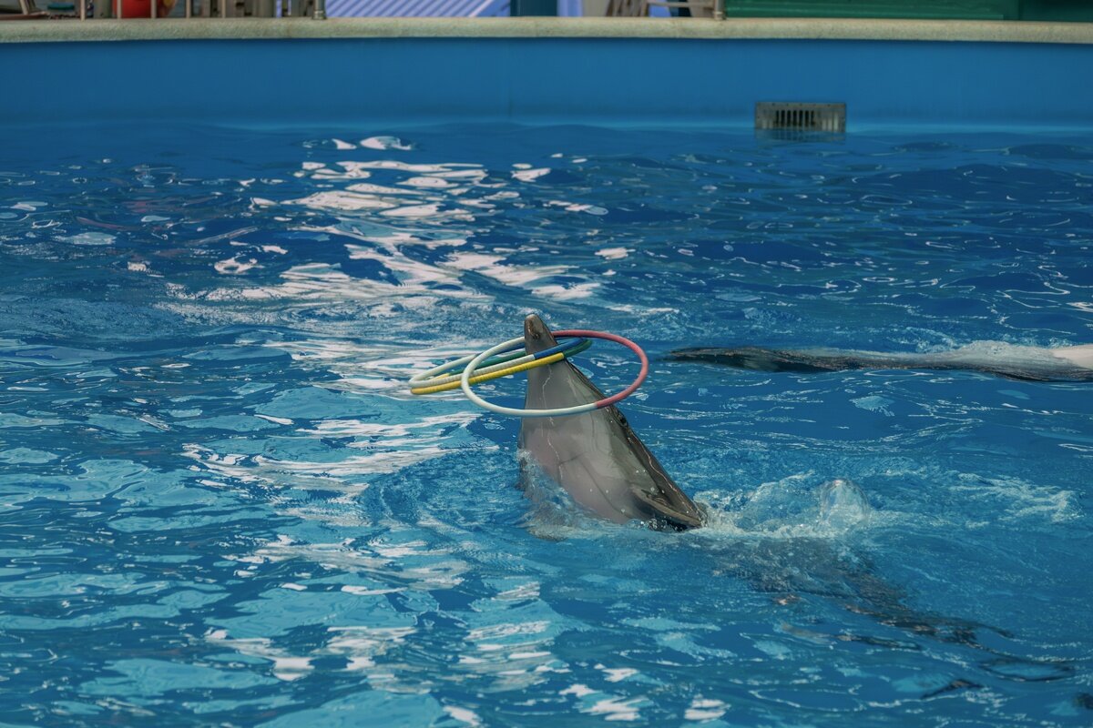 Дельфинарий в поселке Небуг - Игорь Сикорский Дельфинарий в поселке Небуг - Игорь Сикорский