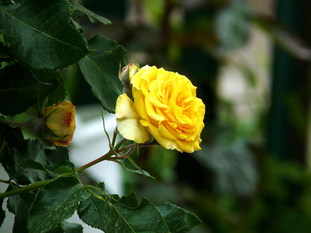 Жёлтая роза,Керио - Валентин Семчишин Жёлтая роза,Керио - Валентин Семчишин