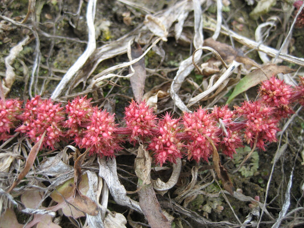 Осень под ногами - Anna Ivanova