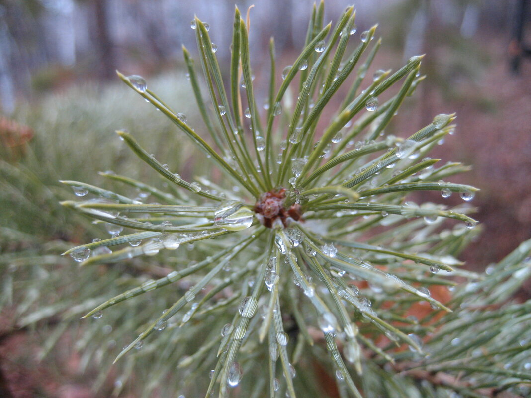 Снег растаял - Anna Ivanova
