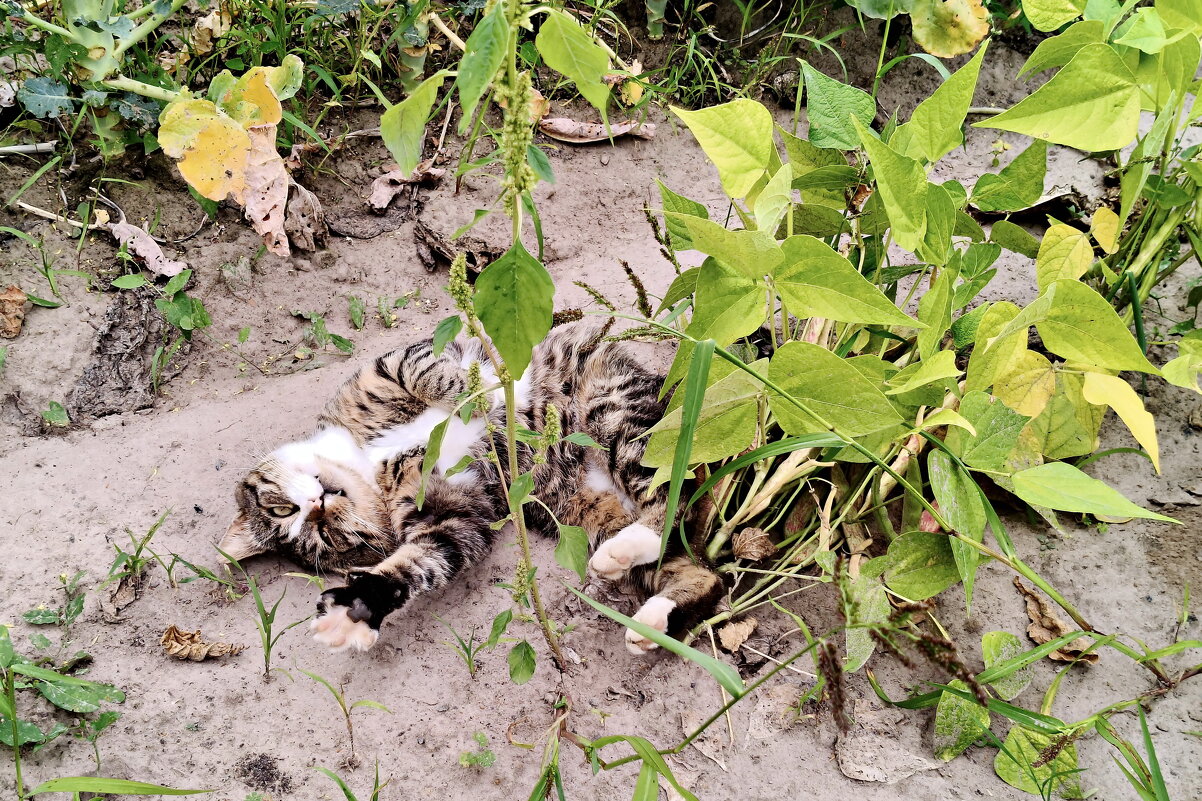 Украли всю фасоль! Помогите! - Валерий Судачок Украли всю фасоль! Помогите! - Валерий Судачок