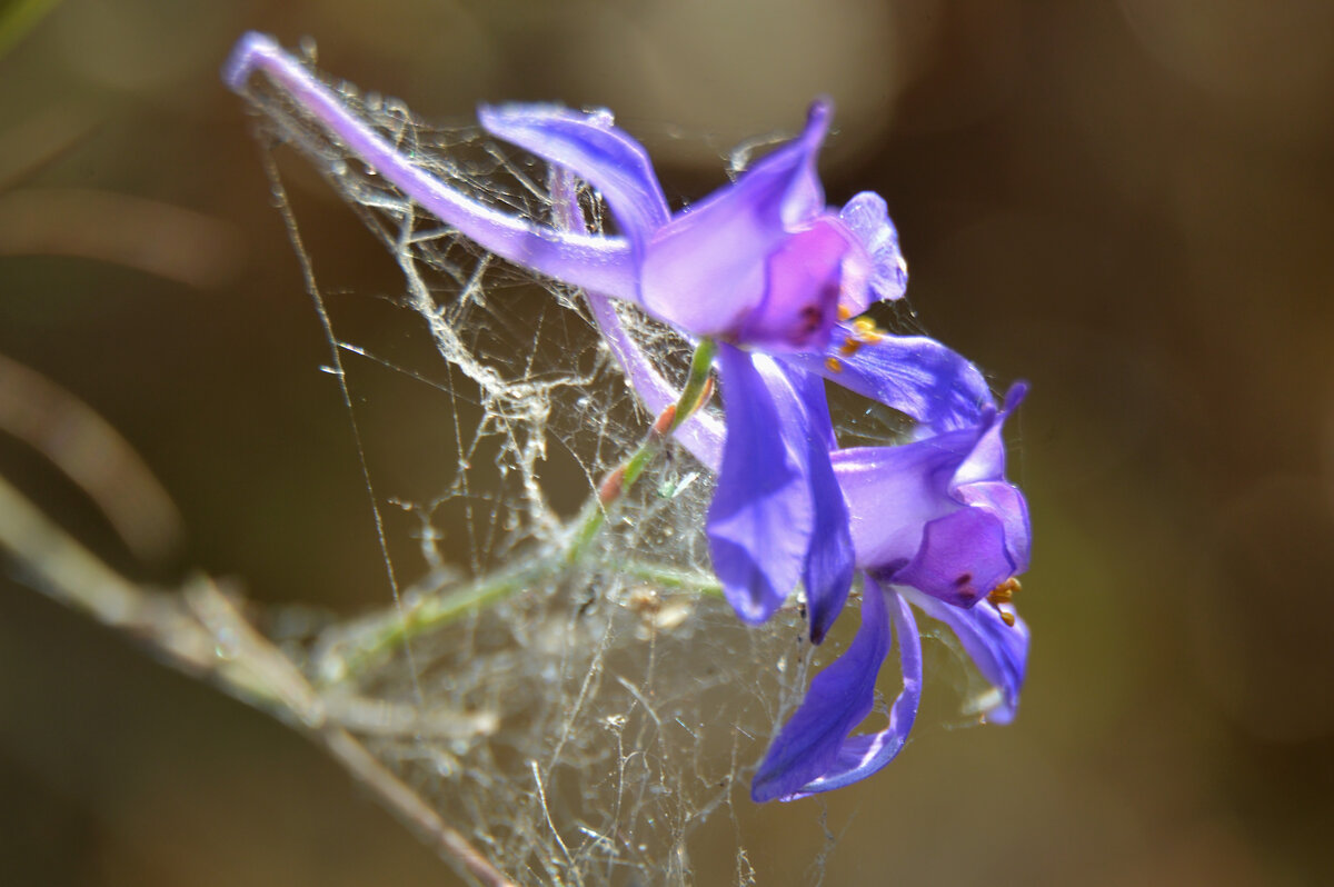 В плену у паучка...живокость полевая... - Надежда Куркина 