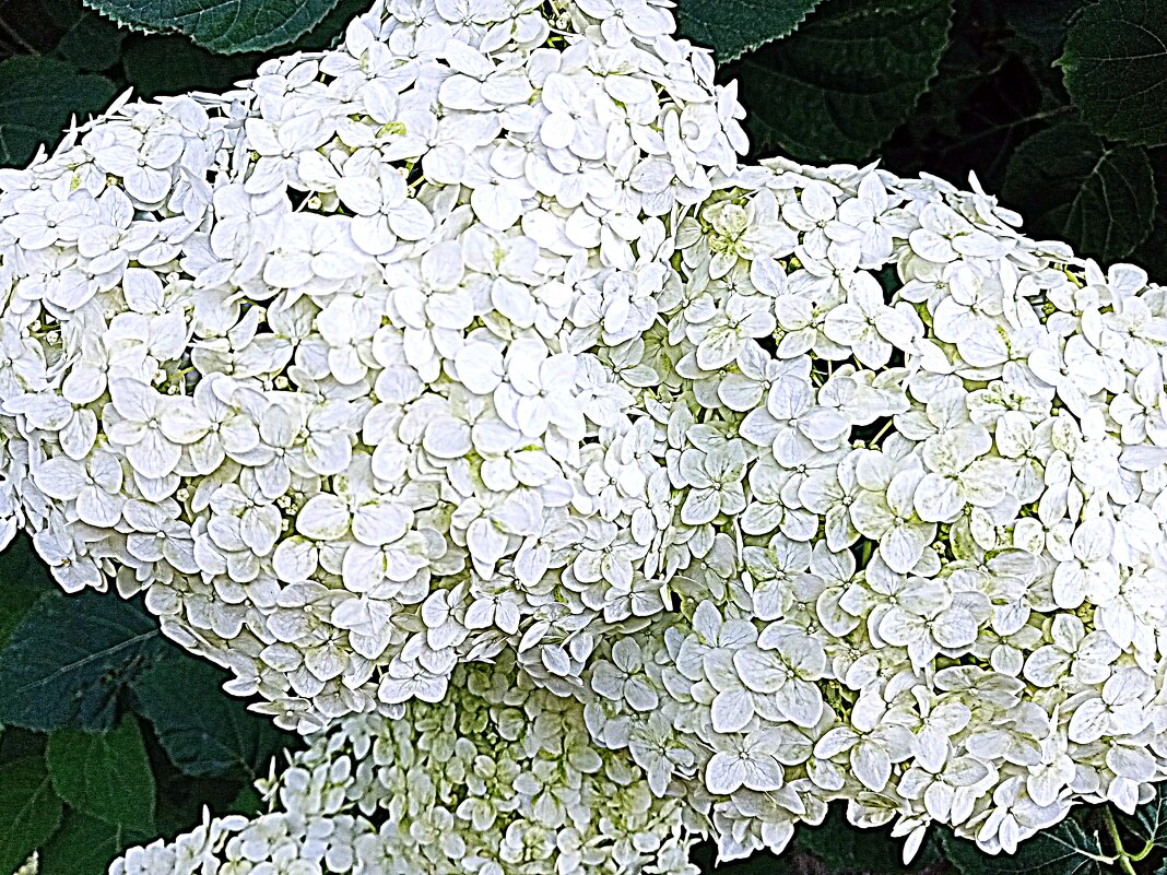 Цветы. - Владимир Драгунский