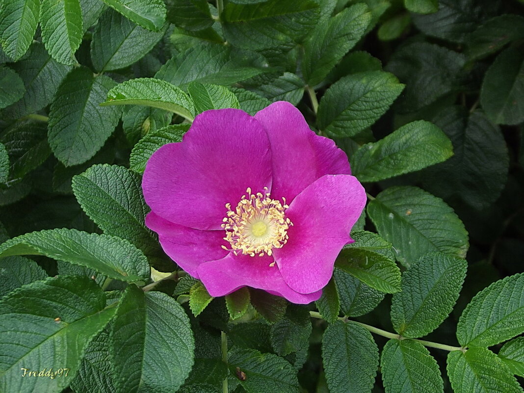 Шиповник - Freddy 97