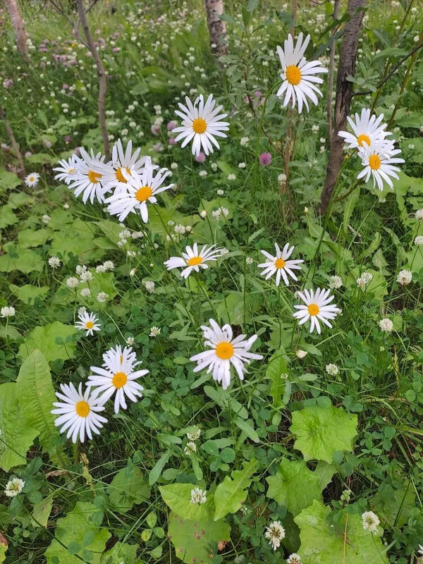 северное разнотравье - Troystik 