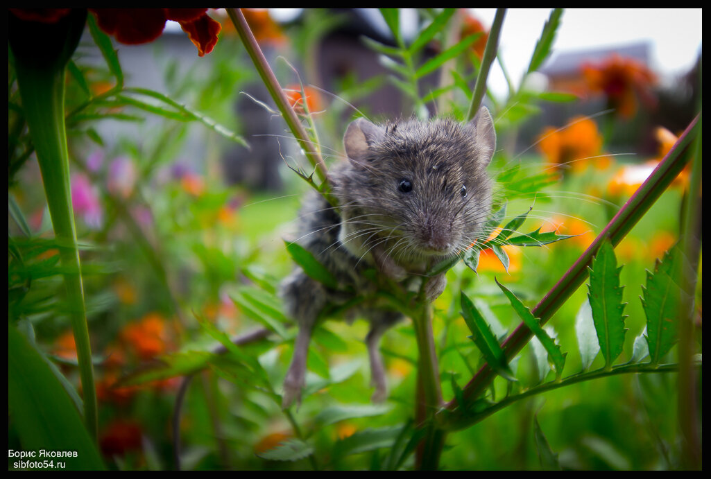 Привет, а вот и я! - Борис Яковлев Привет, а вот и я! - Борис Яковлев