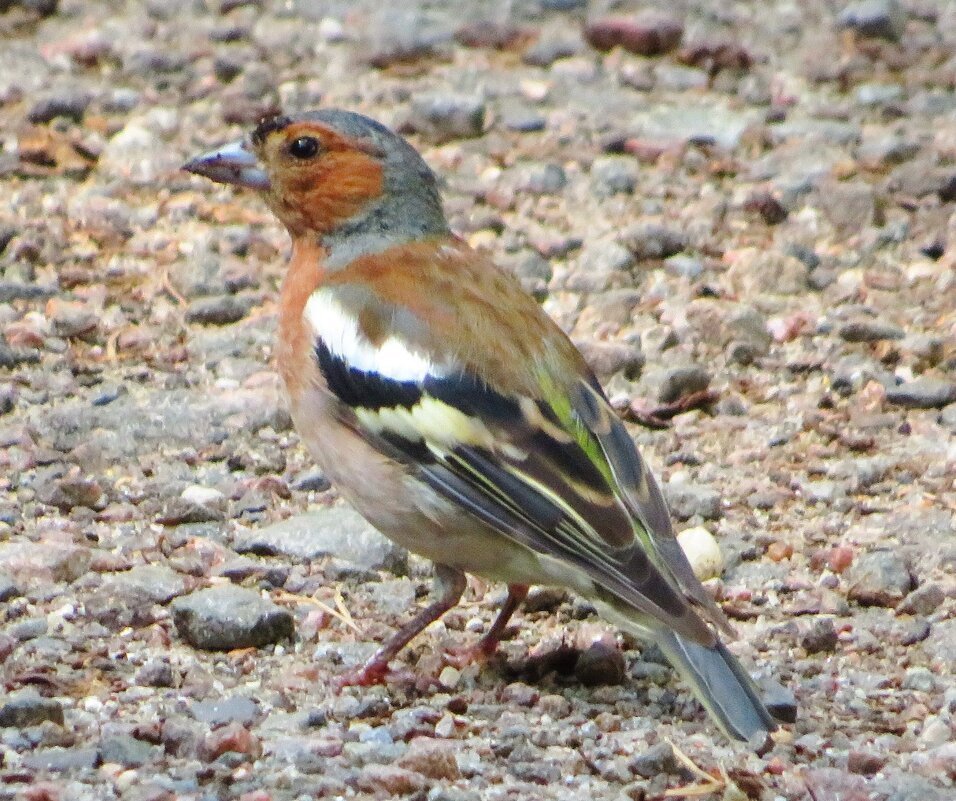 Позирующий зяблик - Андрей Снегерёв