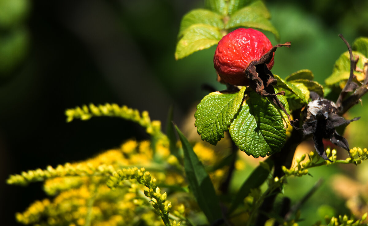 Шиповник. - Владимир Безбородов