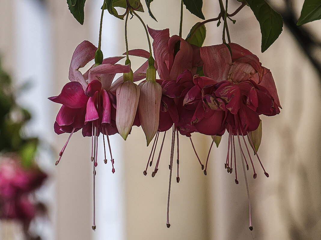 *** - Александр *** - Александр