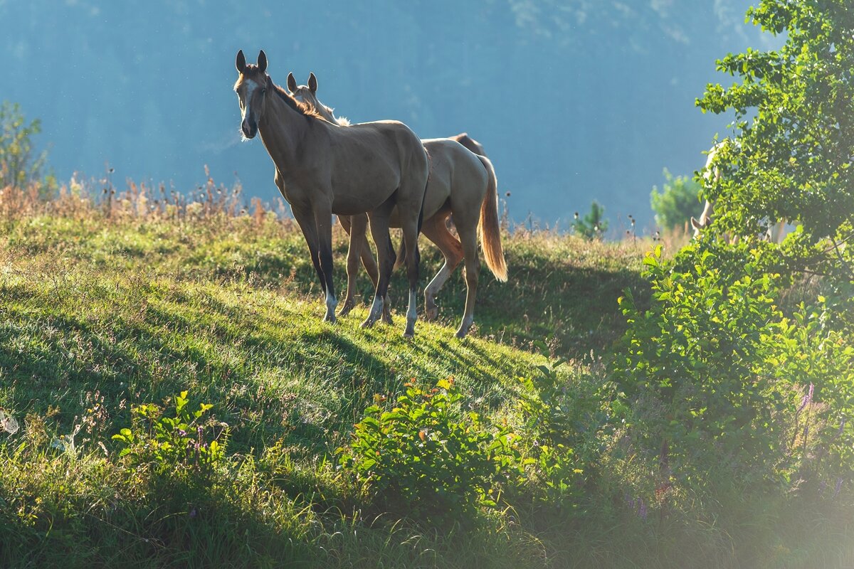 Утро летнего выгула. - Виктор Евстратов