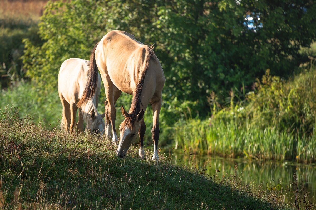 Утро летнего выгула. - Виктор Евстратов